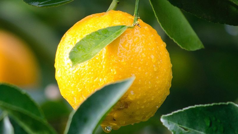 生物类似药替代抗体药：合规与风险并重**